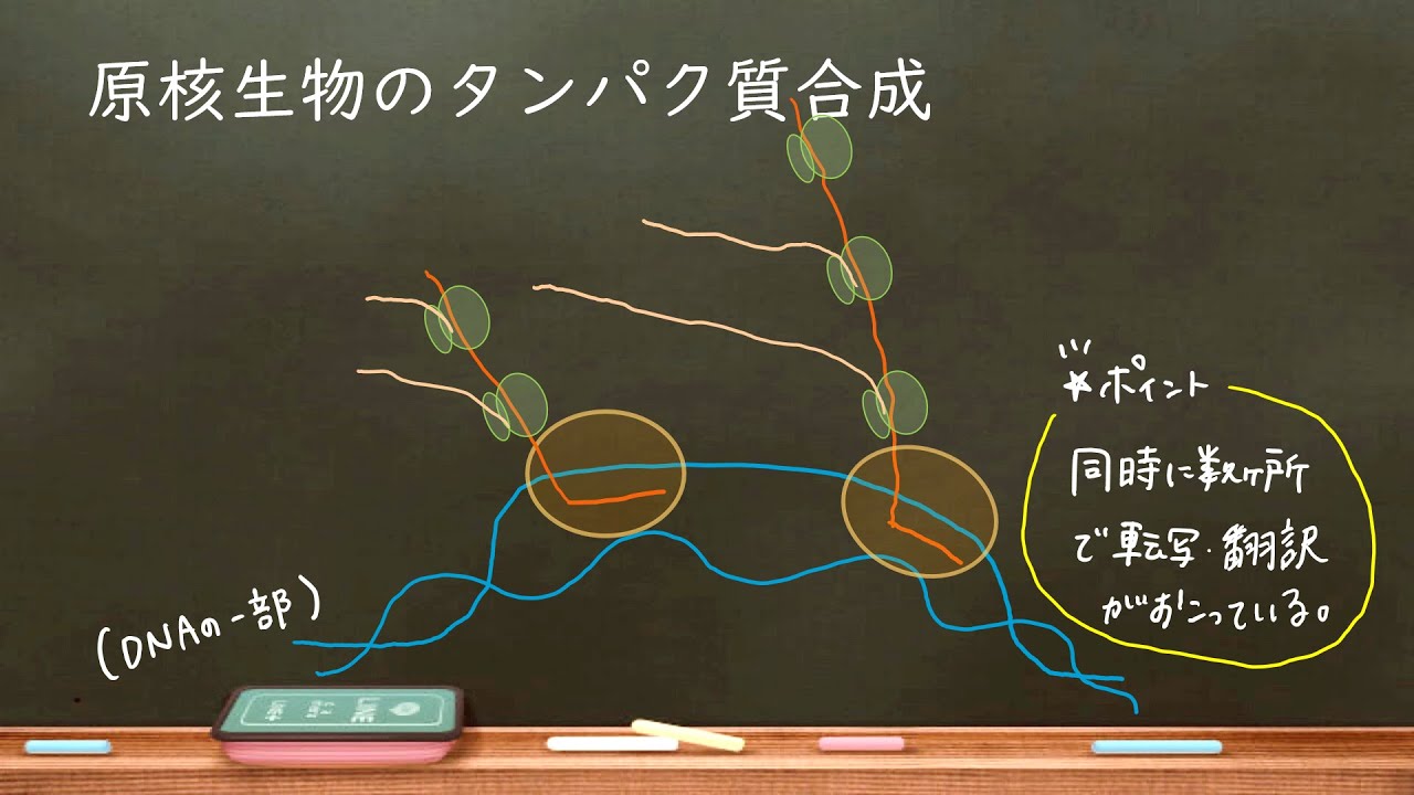 おうち生物　24. 原核生物の転写翻訳 (高校生物)