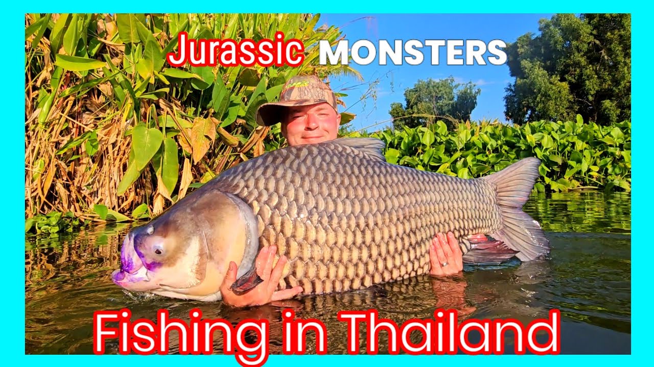 Jurassic Mountain Resort & Fishing Park - Siamese carp haul plus Arapaima June 2023