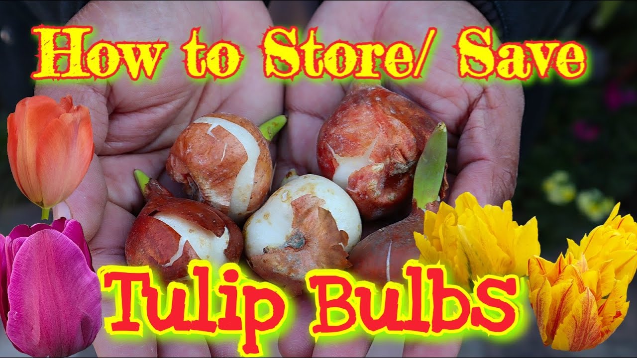 How to store / save Tulip bulbs?