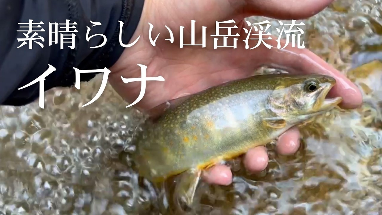 標高約1600M の渓流でイワナ釣り/Chasing char in a beautiful mountain stream at an altitude of about 1,600 meters.