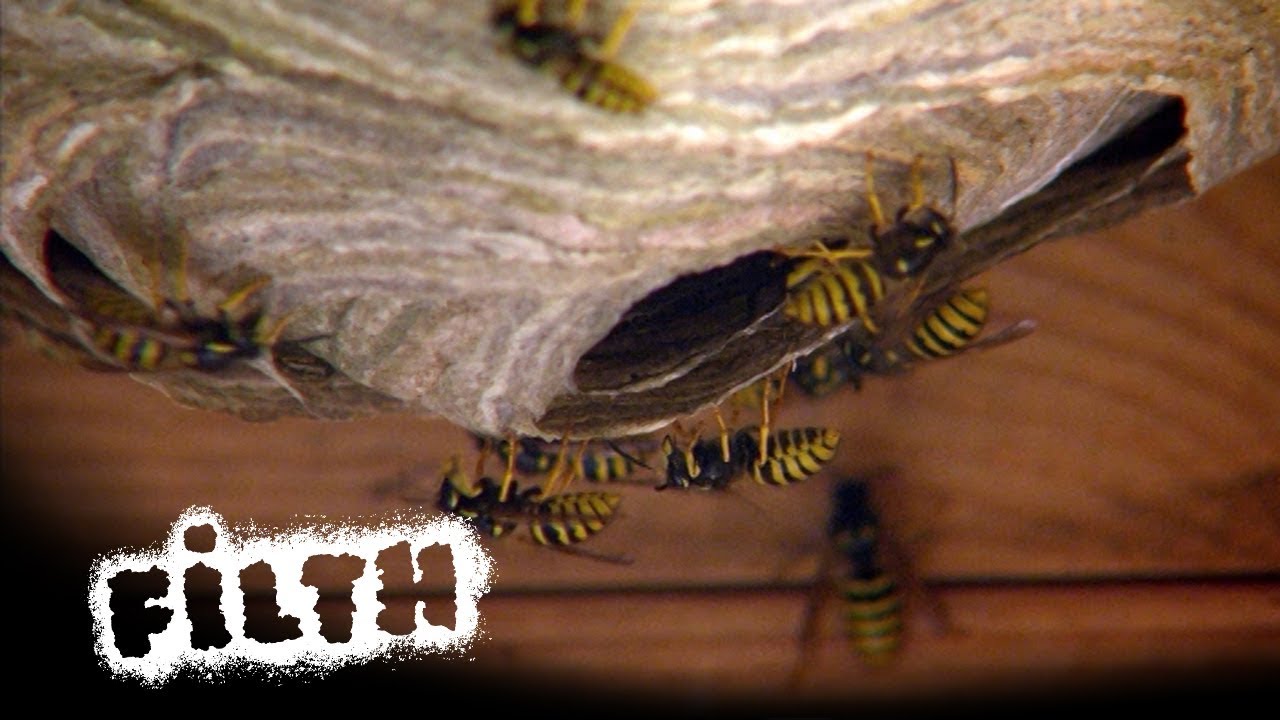 How To Remove A Wasps Nest | What's Inside?