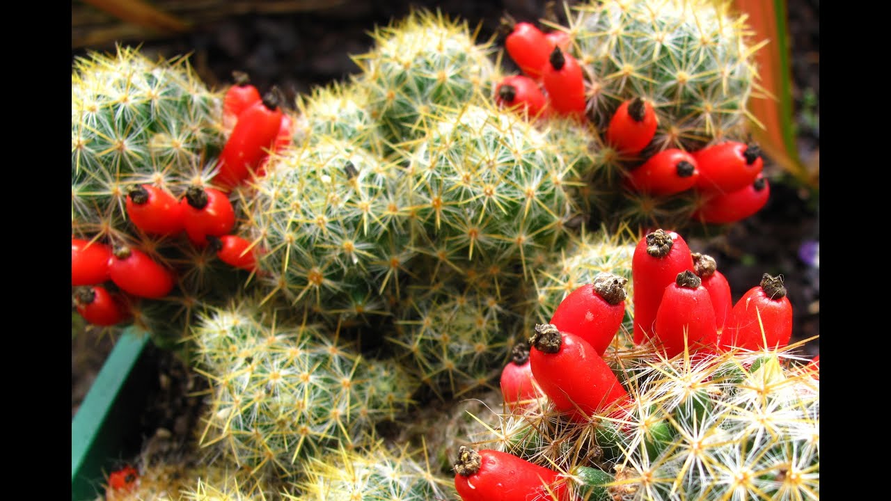 Fruiting Cacti Plants - Tasting & Growing!