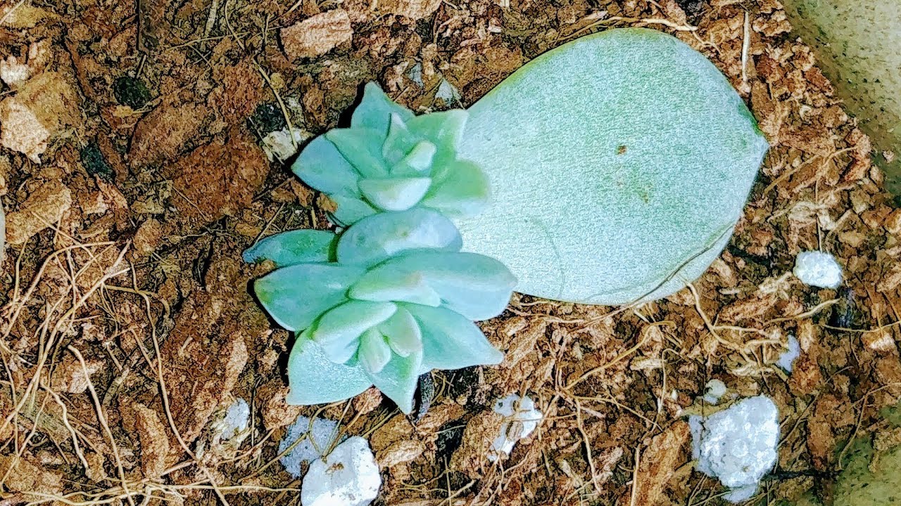 다육이 잎꽂이 잘되는법(How to make a succulent plant leaf)
