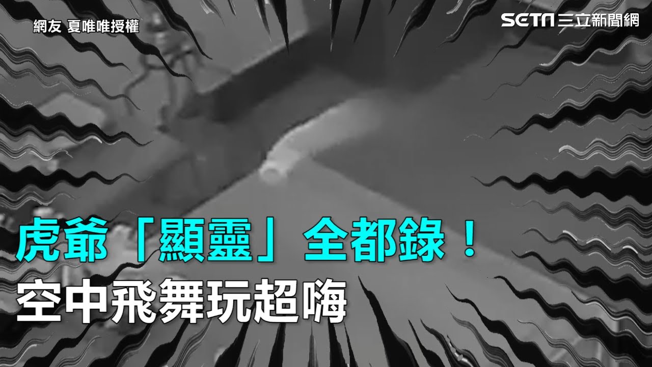 虎爺「顯靈」全都錄！空中飛舞玩超嗨　｜三立新聞網SETN.com