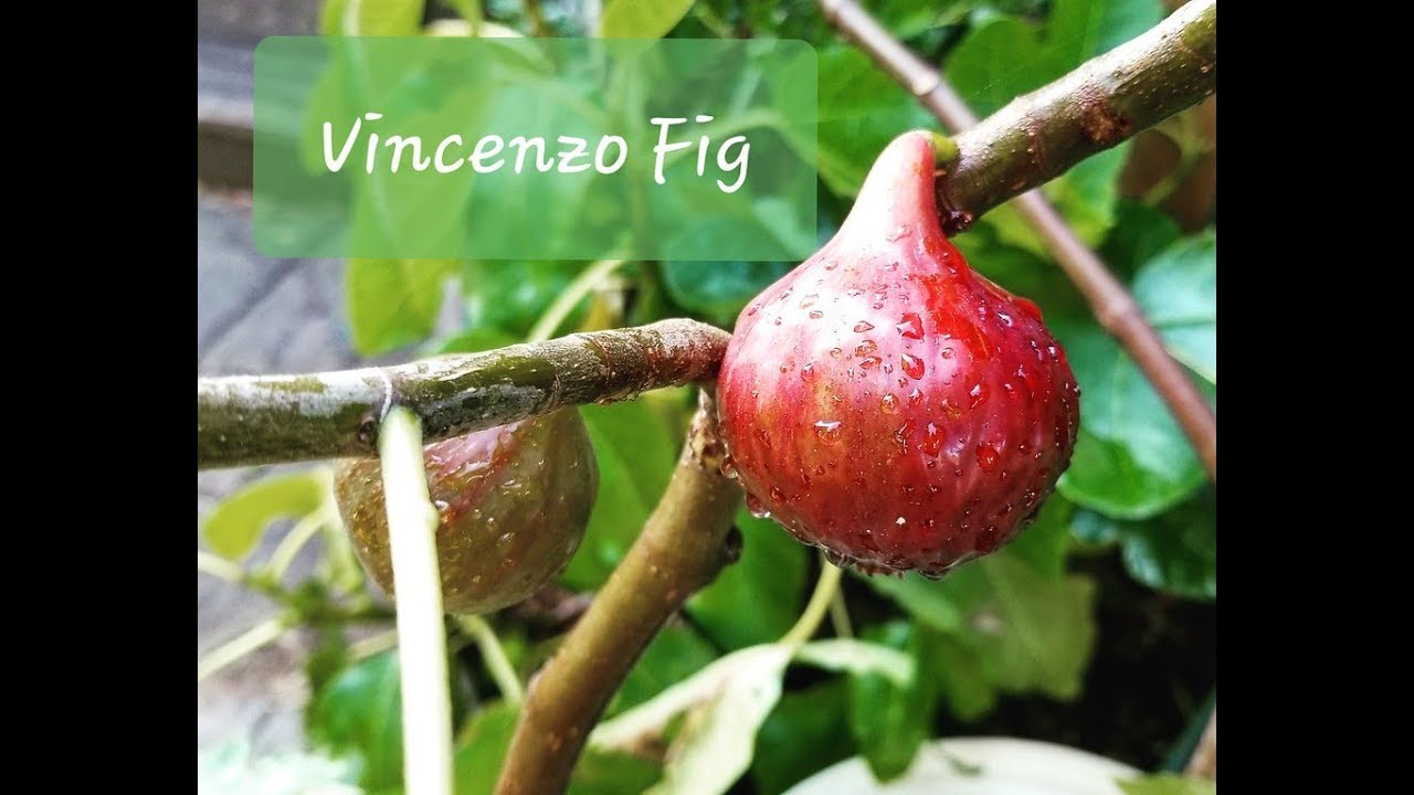 Tasting Vincenzo, Desert King, Lampeira Preta and Oxford Figs