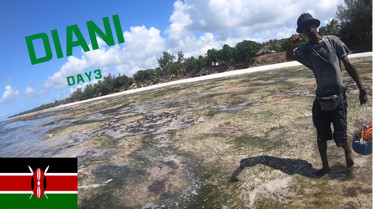 🇰🇪케냐 여행, Kenya Travel 5: Diani Drug Dealers (ft. marijuana), 디아니 마약왕 (ft. 대마초)