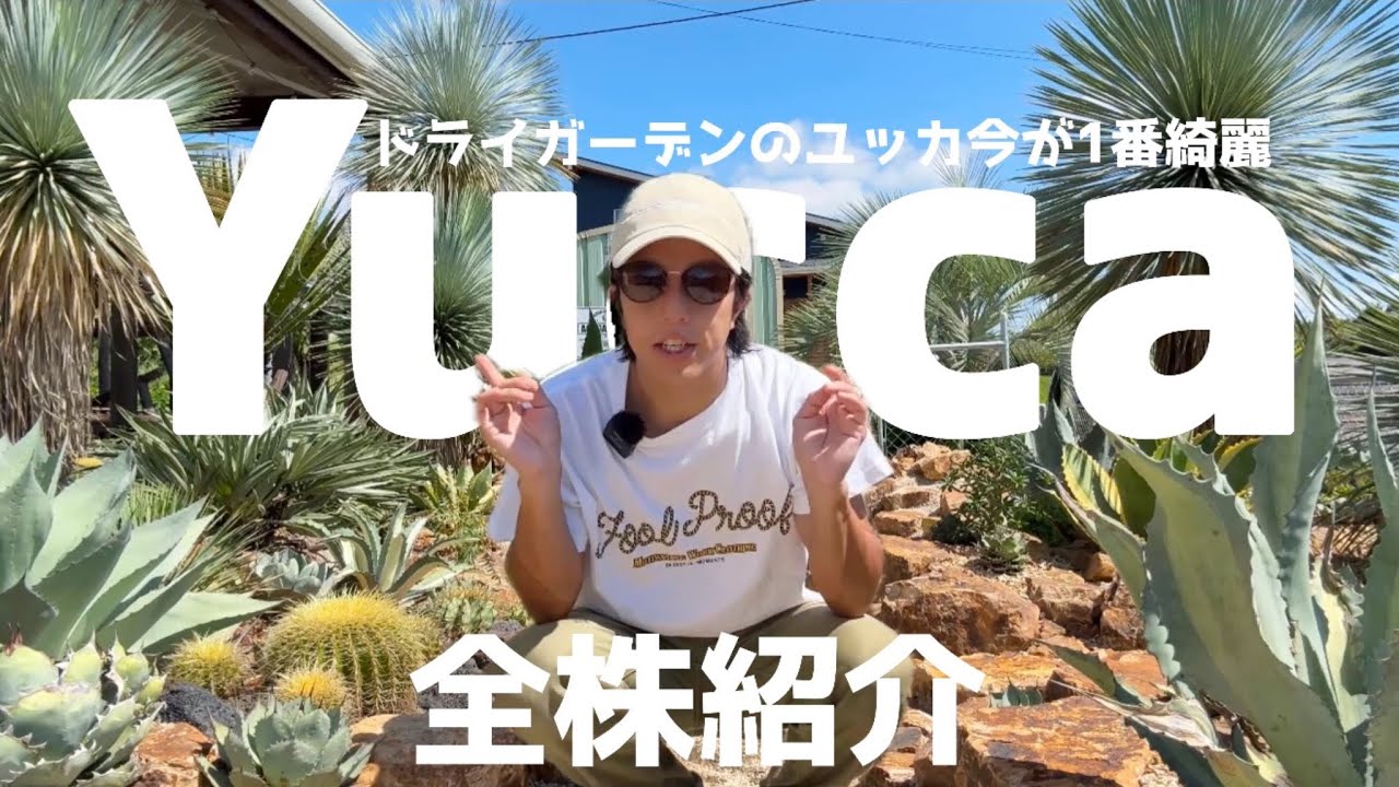 【ドライガーデン】メインツリーの代表！耐寒性ユッカを全株紹介します！