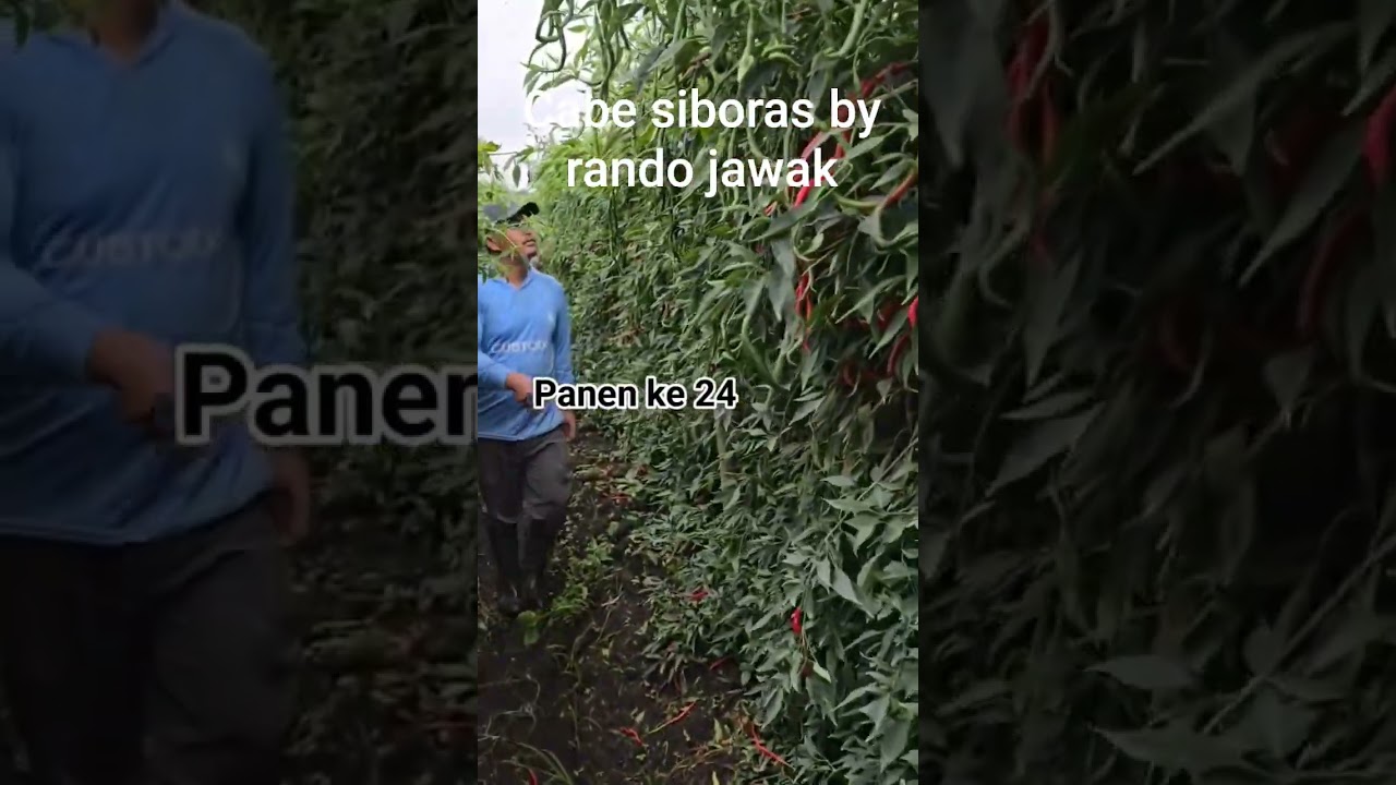 cabe siboras by rando jawak #cabesiboras beli bibit  