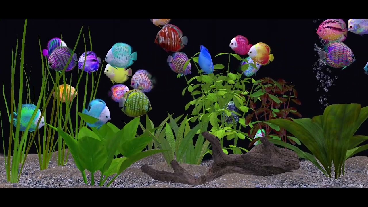 Diskus Fische #asmr Ambience Wassergeräusche ohne Musik #relax #fishtank Entspannung 
