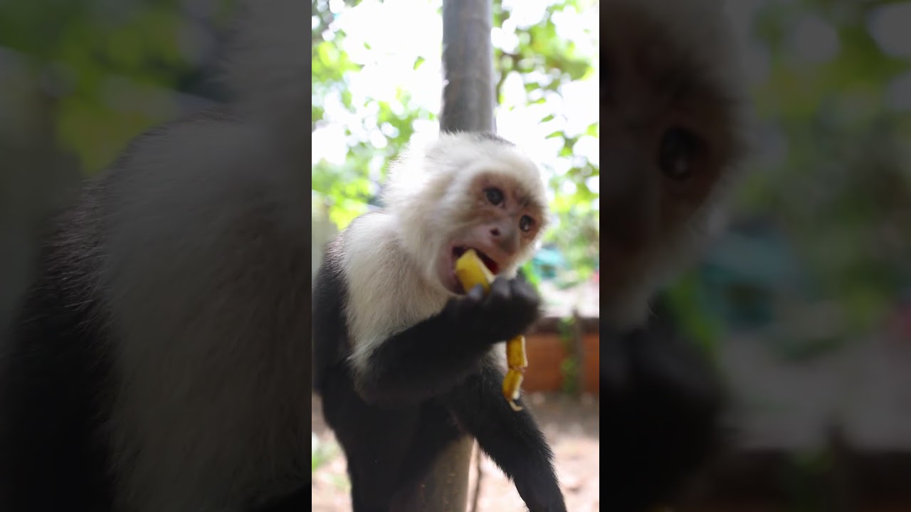 One Little Monkey 🐒 Fun Kids Song | Nursery Rhyme for Baby, Toddler & Preschool Learning