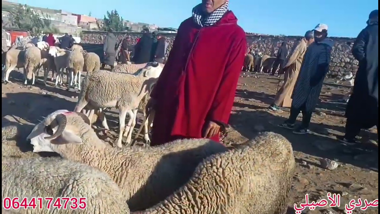 اليوم مباشرة من سوق البروج إقليم سطات بتاريخ 22/02/2026