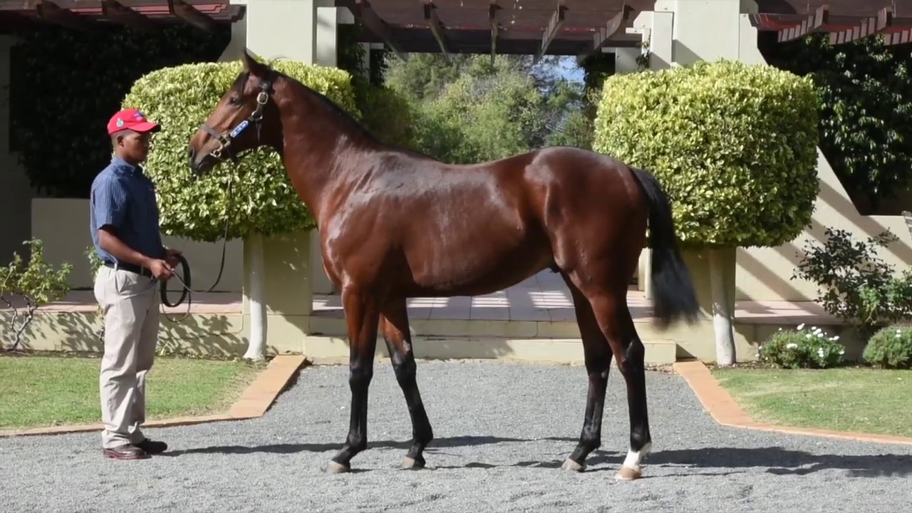 About To Storm - Gimmethegreenlight(AUS) x Scarlet Sky - colt