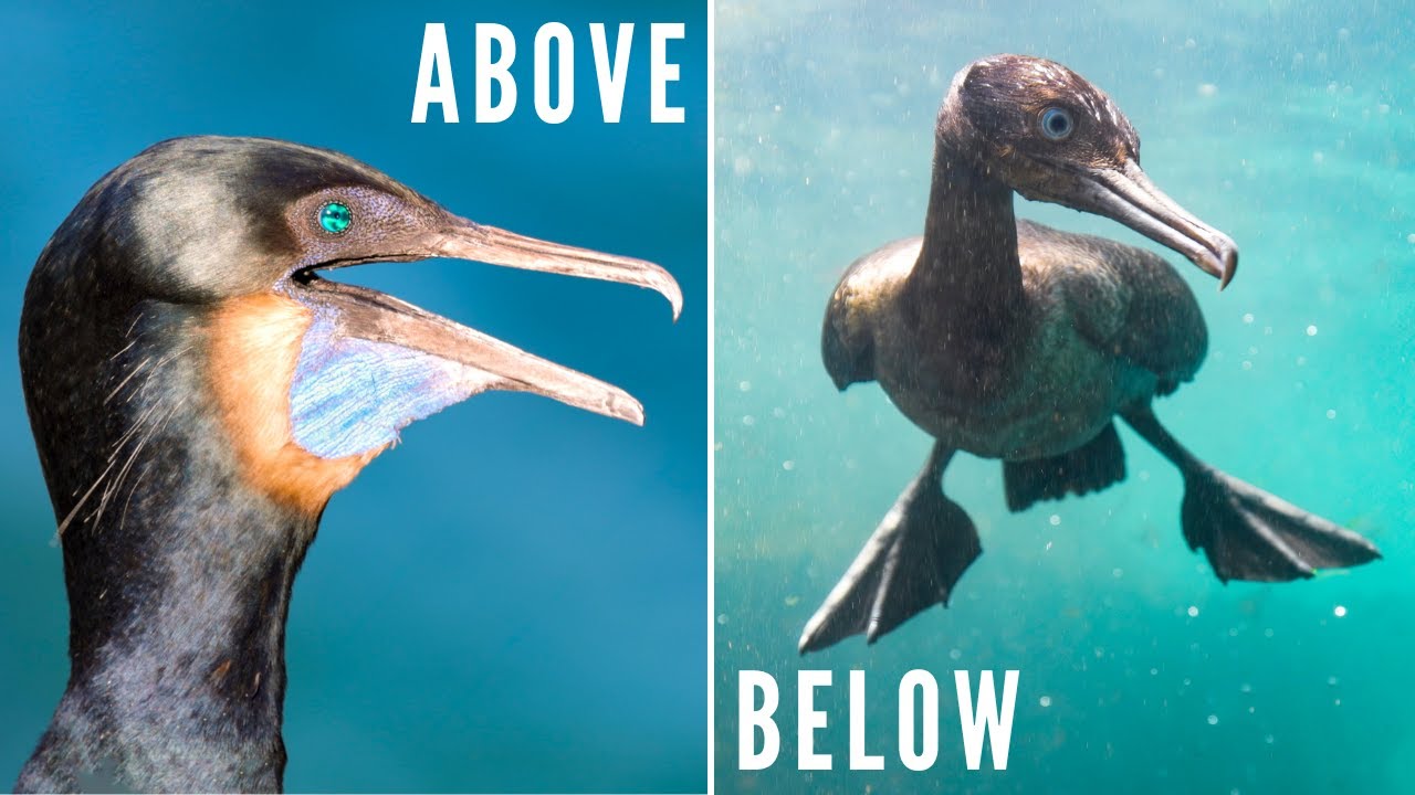 BRANDT'S CORMORANTS at La Jolla Cove  - Nesting | Feeding Chicks | Underwater