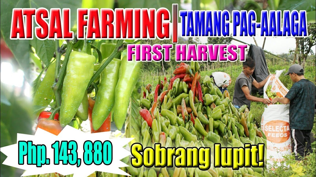 BELL PEPPER| FIRST HARVEST|Sobrang Lupit!