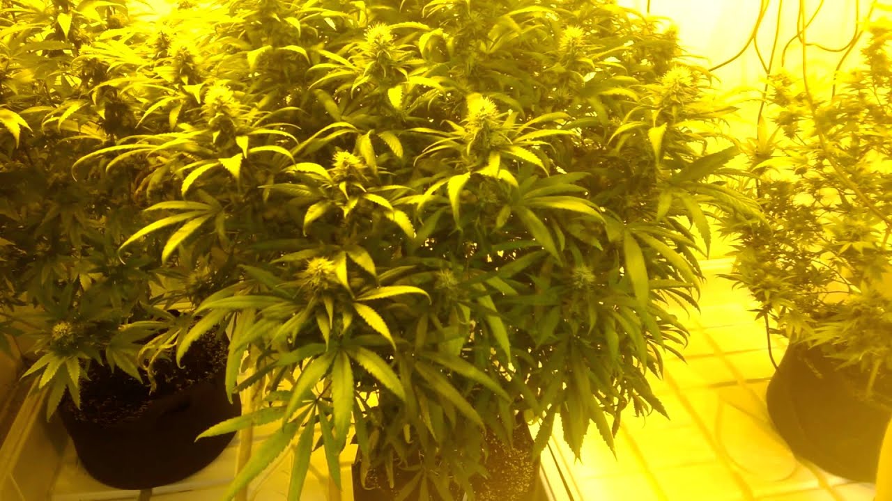 Ep 3 Oregon medical grow
