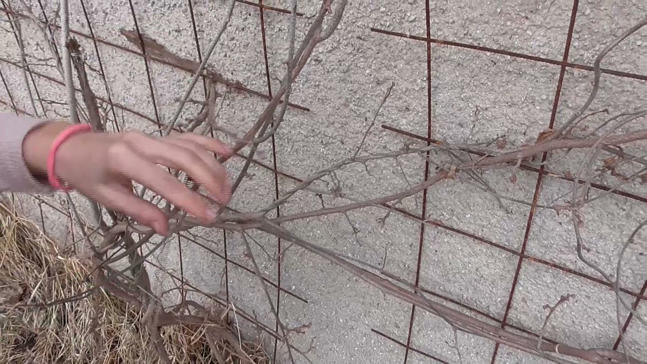 KIWI: ACTINIDIA ARGUTA: MINIKIWI, PĚSTOV&Aacute;N&Iacute;, OPORA, LEHK&Eacute; JARN&Iacute; ZASTŘIŽEN&Iacute;: ZAHRADA A PĚSTOV&Aacute;N&Iacute;