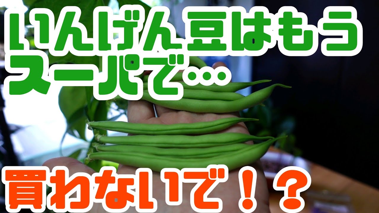 【水耕栽培】いんげん豆はもうスーパーで買わないでください！！簡単・楽しい・おいしい♪