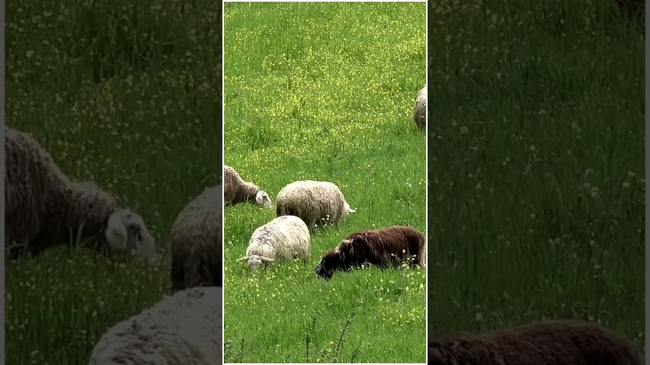 🎴 SHEEP GRAZING - SHEPHERD AND DOG SOUNDS 🐏 #shorts