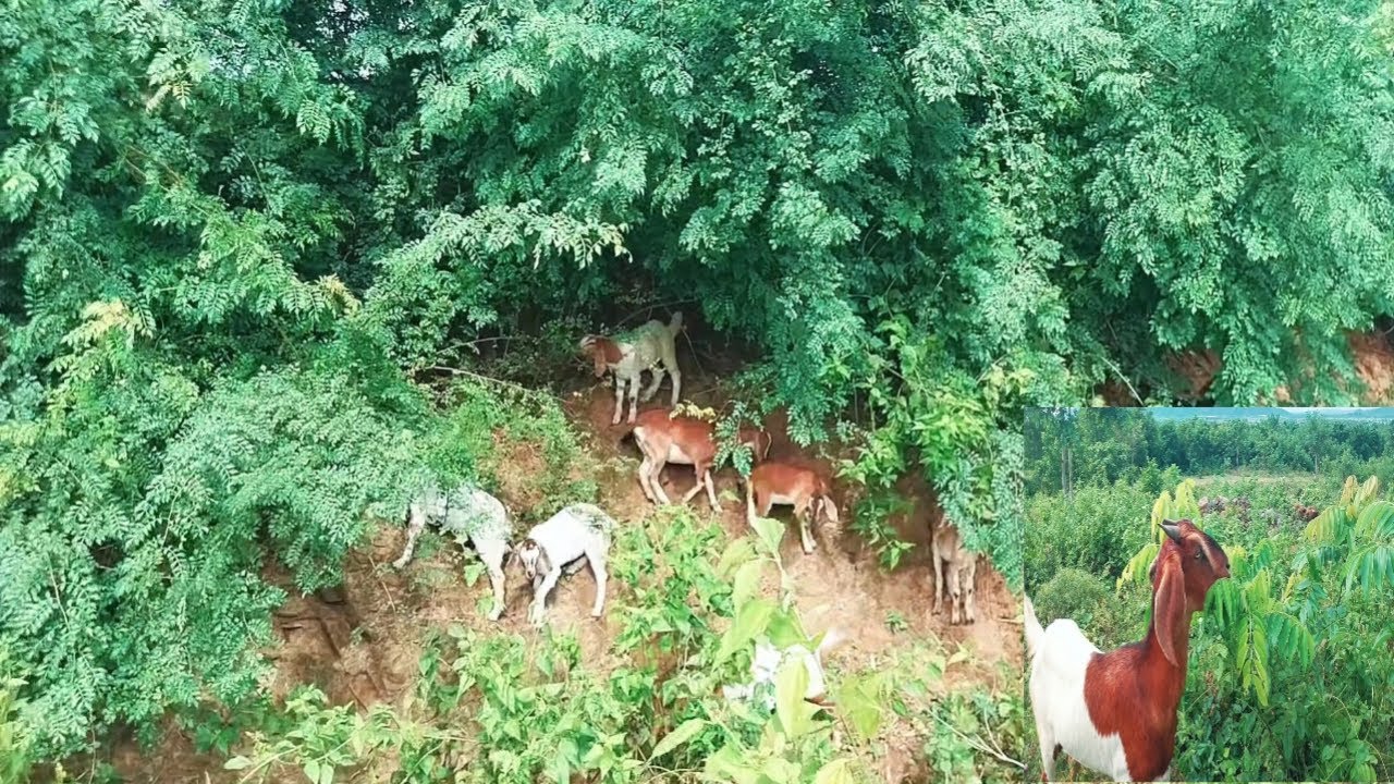 Time to Eating in the Field
