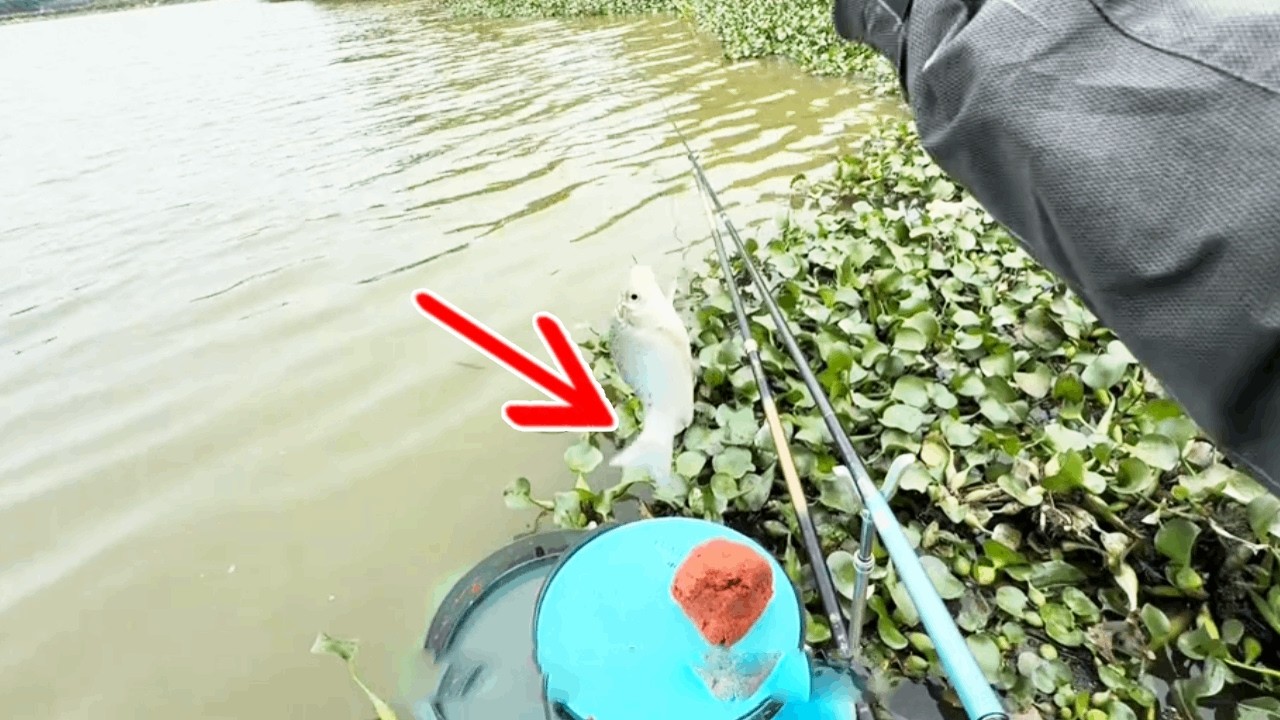 給五十塊路費不虧嘛，上了這麼多魚，當事人很滿意！【野釣長空】 #釣魚 #釣魚人#鯽魚
