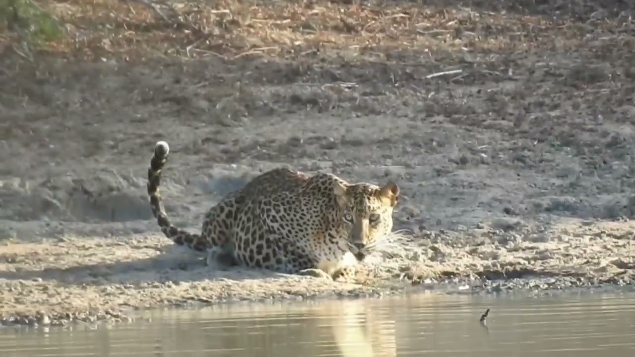 A leopard calmly drinking water (full sighting)