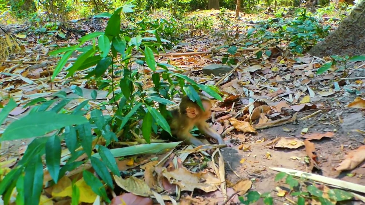 Adorable baby monkey Lucan Jaycee play family