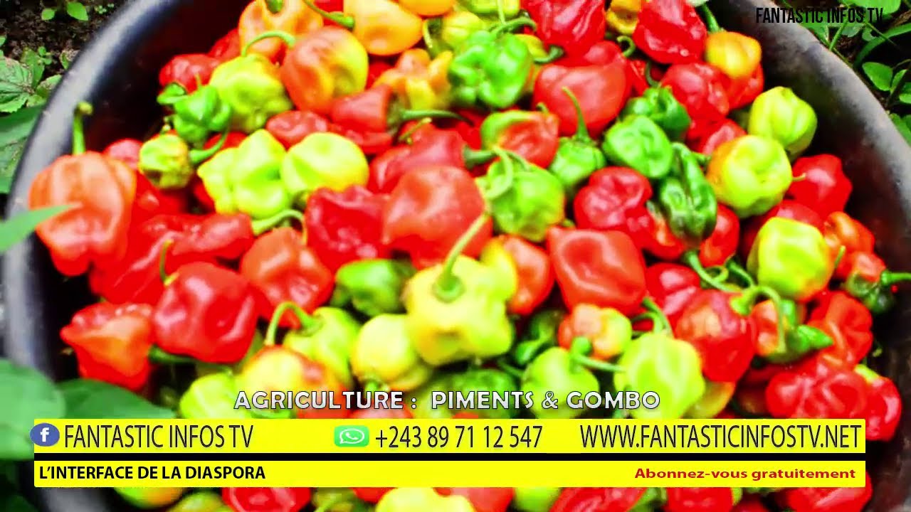 AGRICULTURE : PIMENTS & GOMBO LES CULTURES LES PLUS RENTABLES EN RDC