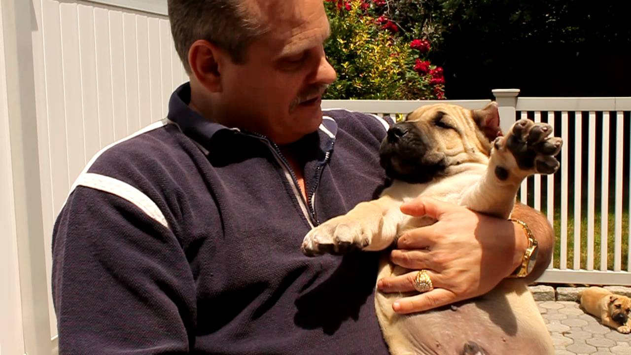 How to Pick a Presa Puppy - Sando Can & Nay-Na's 2011 puppies at 7 weeks old.
