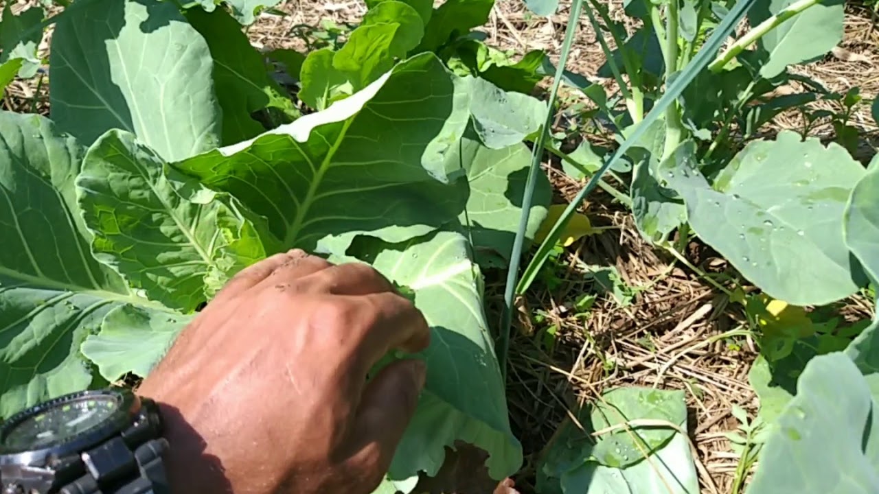Pra começar sua Horta: princípios da Agricultura Orgânica.