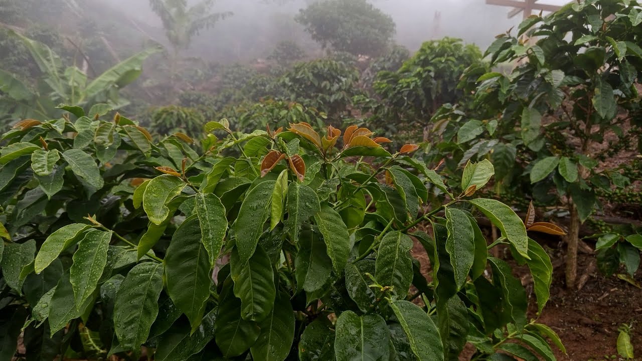 Así se ve el café con lluvias y clima nublado en la selva | 16 hectáreas de cafetal