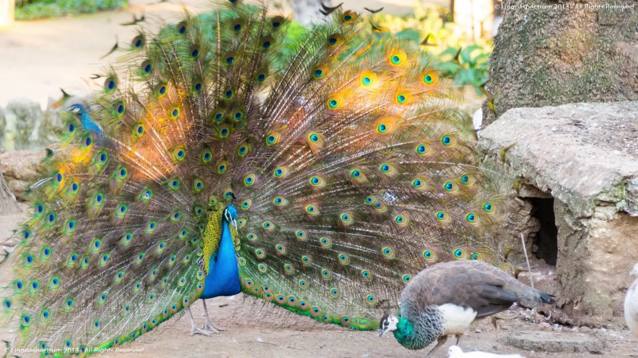 Learn the English Vocabulary of Birds