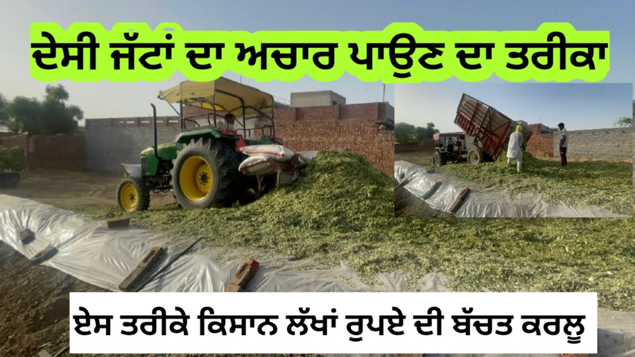ਦੇਸੀ ਜੱਟ ਇਸ ਤਰੀਕੇ ਮੱਕੀ ਦਾ ਅਚਾਰ ਪਾਉਂਦੇ ਨੇ। ਲੱਖਾਂ ਰੁਪਏ ਦਾ ਫਾਇਦਾ ਹਰ ਸਾਲ ਲੈਂਦੇ ਨੇ।