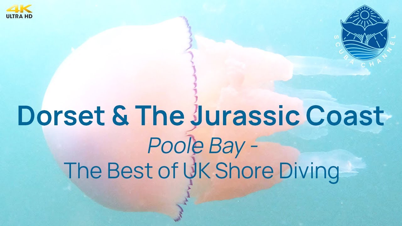 Stunning UK Scuba Diving Experience: Discover Poole's Underwater Wonders!