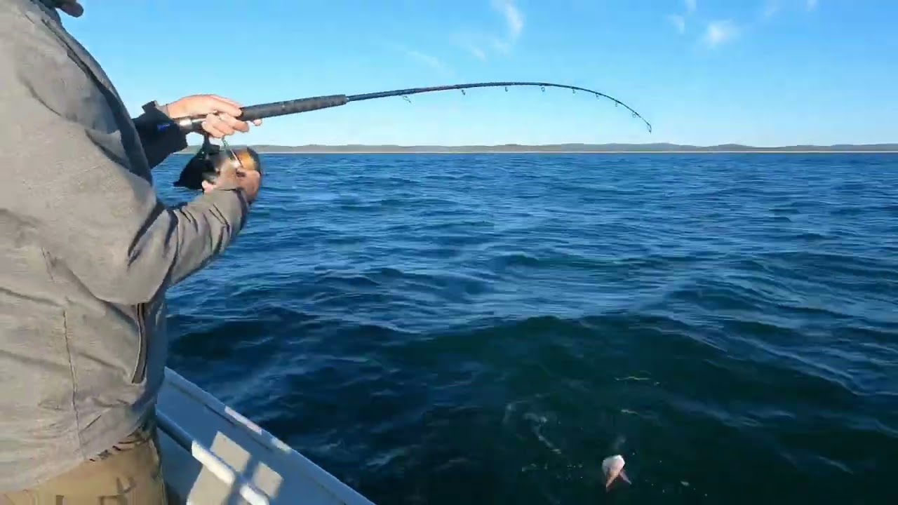 Snapper and pearl perch in 20m of water🤣