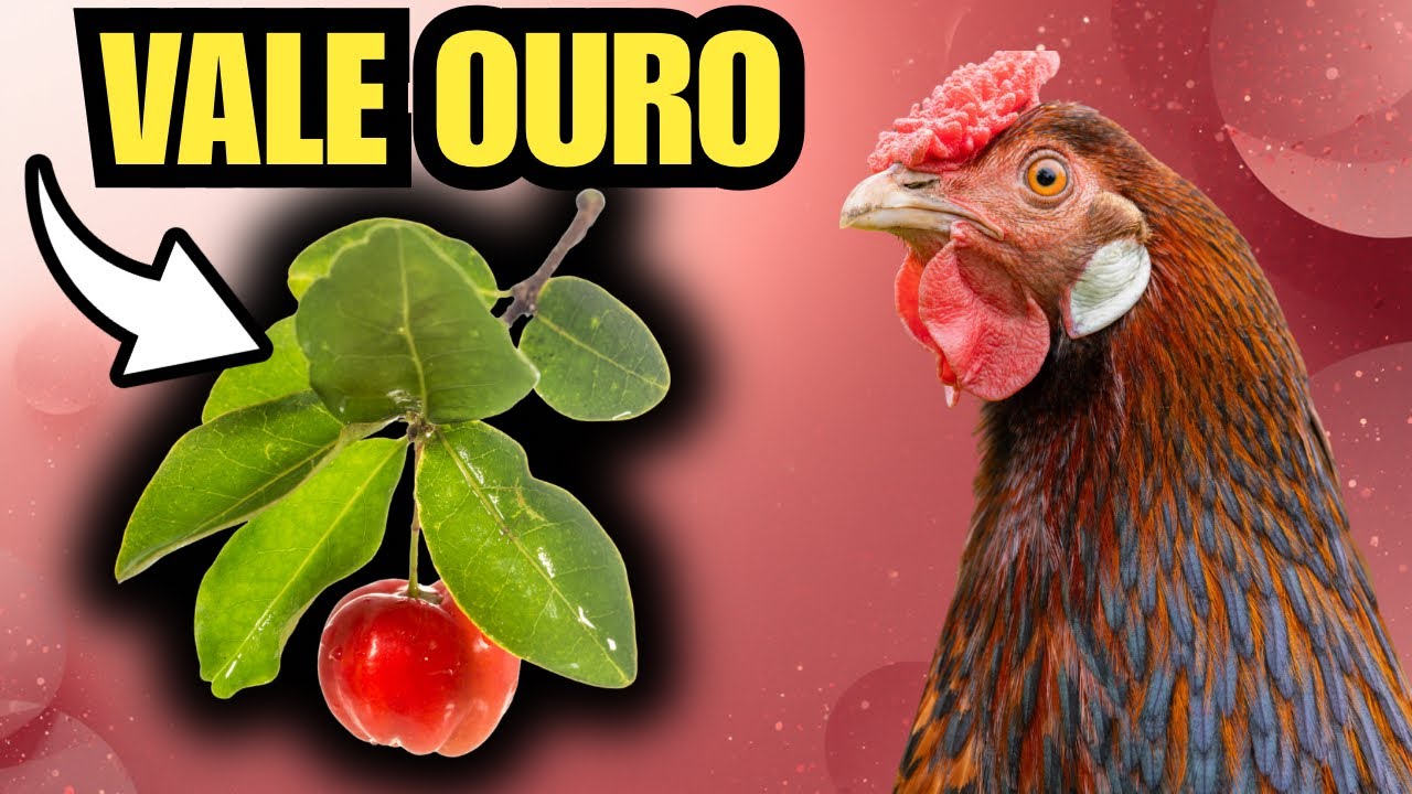 SUPER REMÉDIO PARA GOGO CORIZA E COCCIDIOSE NAS GALINHAS! 