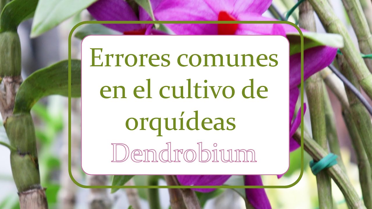 Errores comunes en el cultivo de orquídeas Dendrobium | Alma del bosque