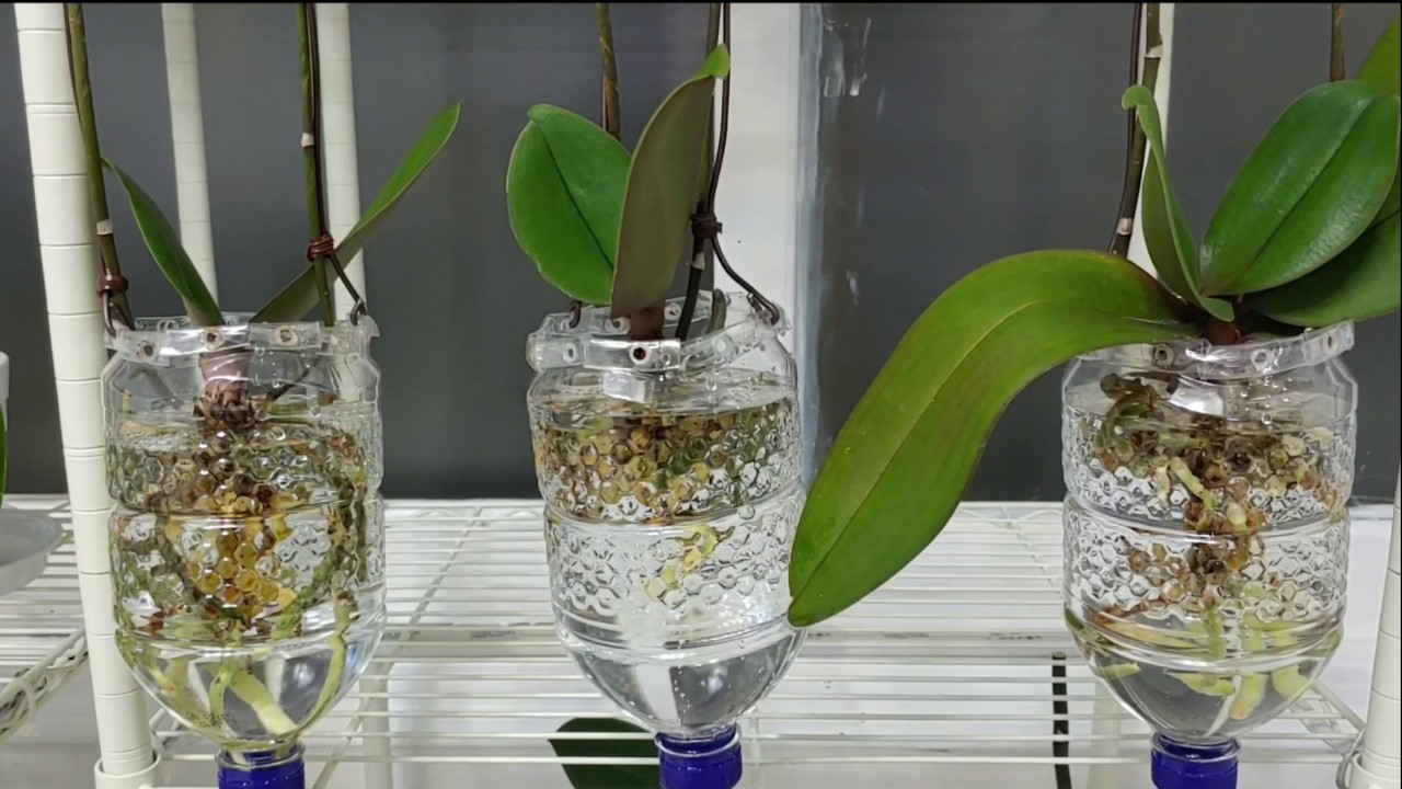 호접란 수경재배에 간편한 패트병 재활용화분 만드는방법. Making water Culture simple with recycle plastic bottles.