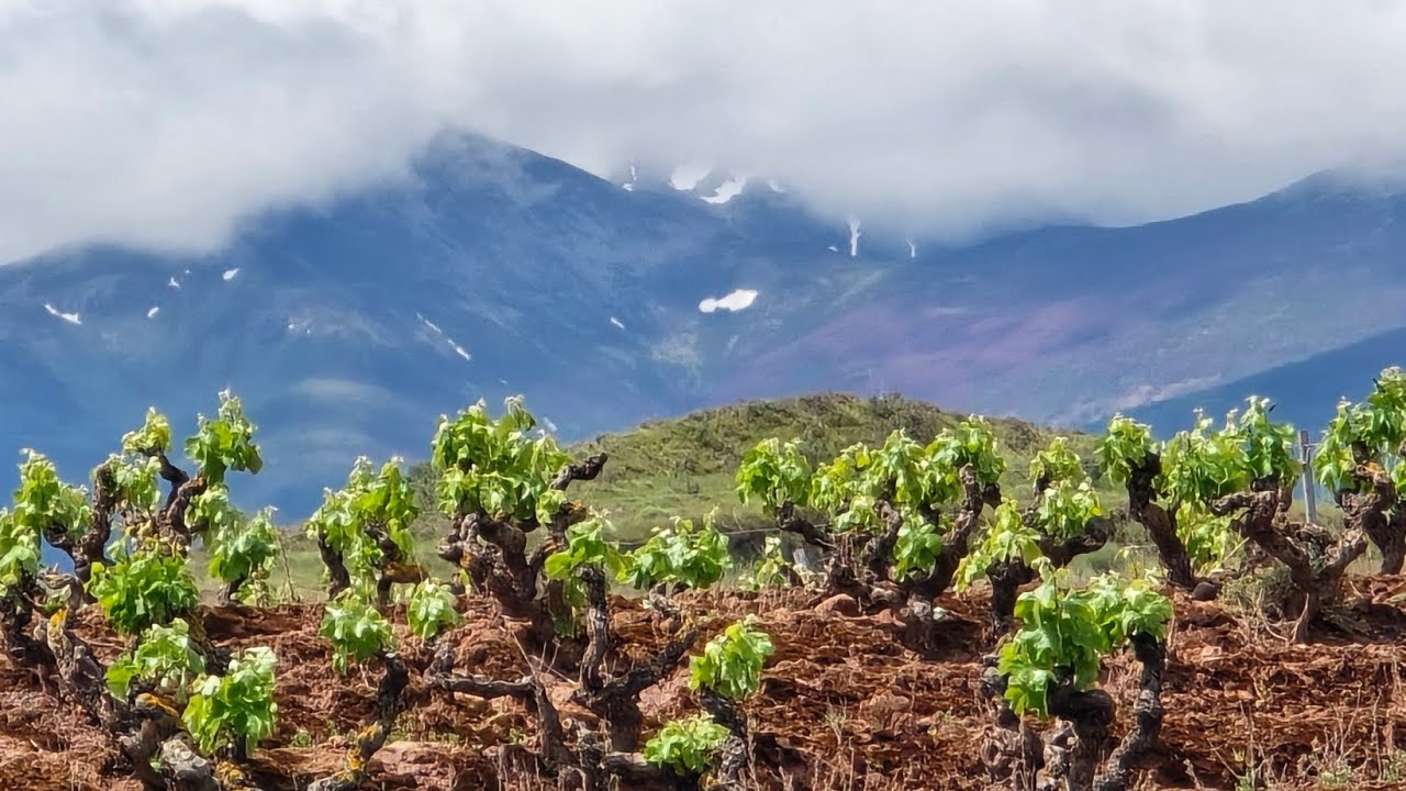 Camino 12 - Navarrete to Azofra 22.8k