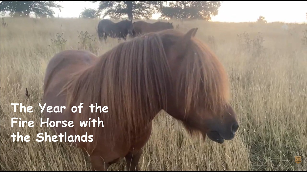The Year of the Fire Horse with the Shetlands: TV Episode 583