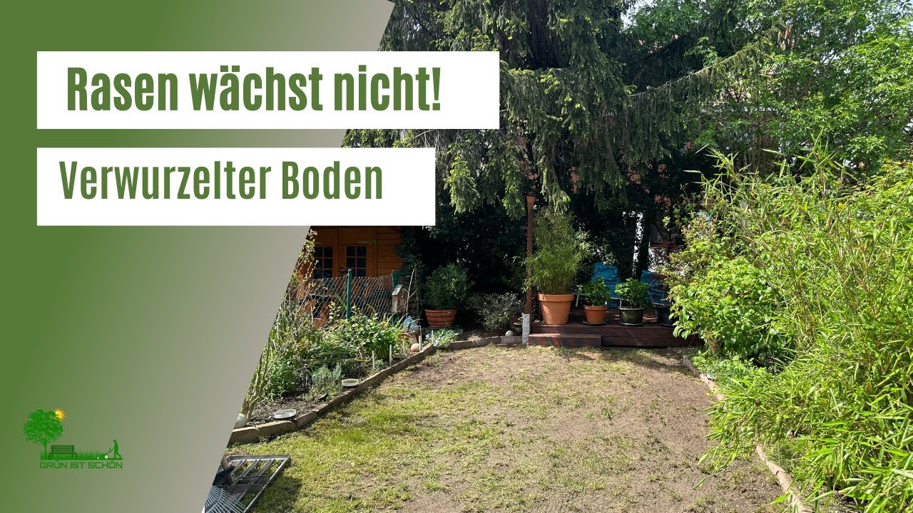 Rasen wächst nicht 😱 Rasenpflege unter Bäumen | Verwurzelter Boden | Löcher im Rasen  Schattenrasen