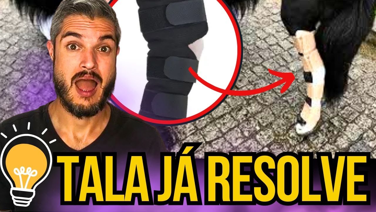 COMO IDENTIFICAR FRATURA EM CÃES SAIBA SE CACHORRO QUEBROU A PATA OU ALGUM OSSO PRECISA DE CIRURGIA
