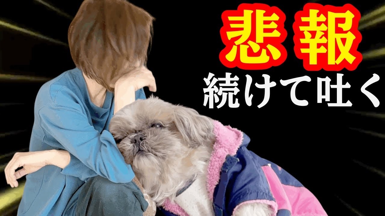 【悲報】吐き続ける愛犬を抱えて別の病院へ向かった理由