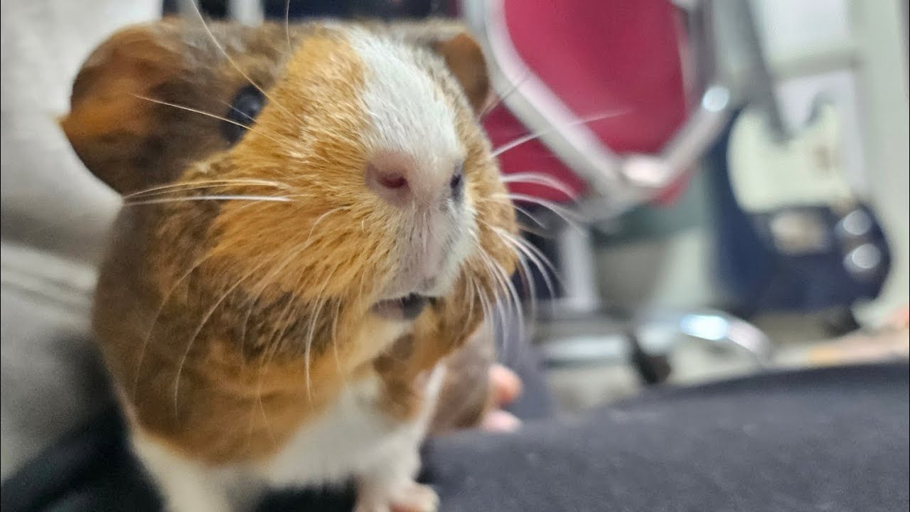 11/12.25 (wed) おはよう🌞 #モルモット