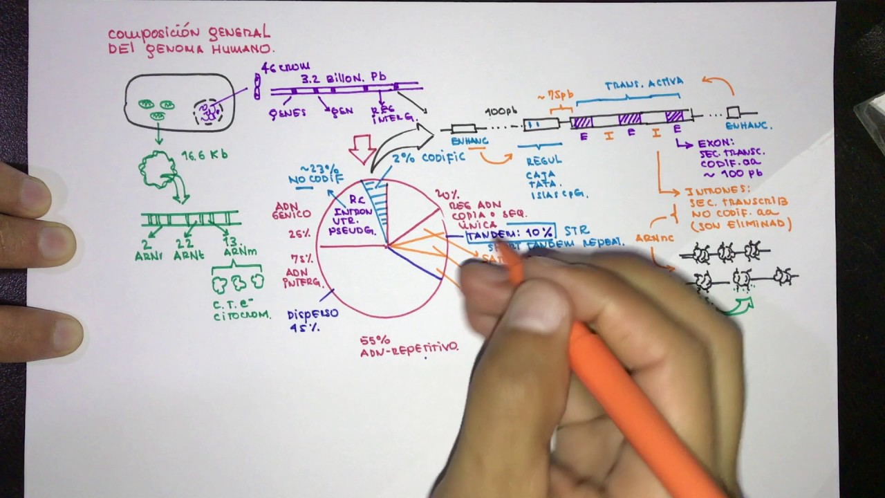 Composición del genoma Humano