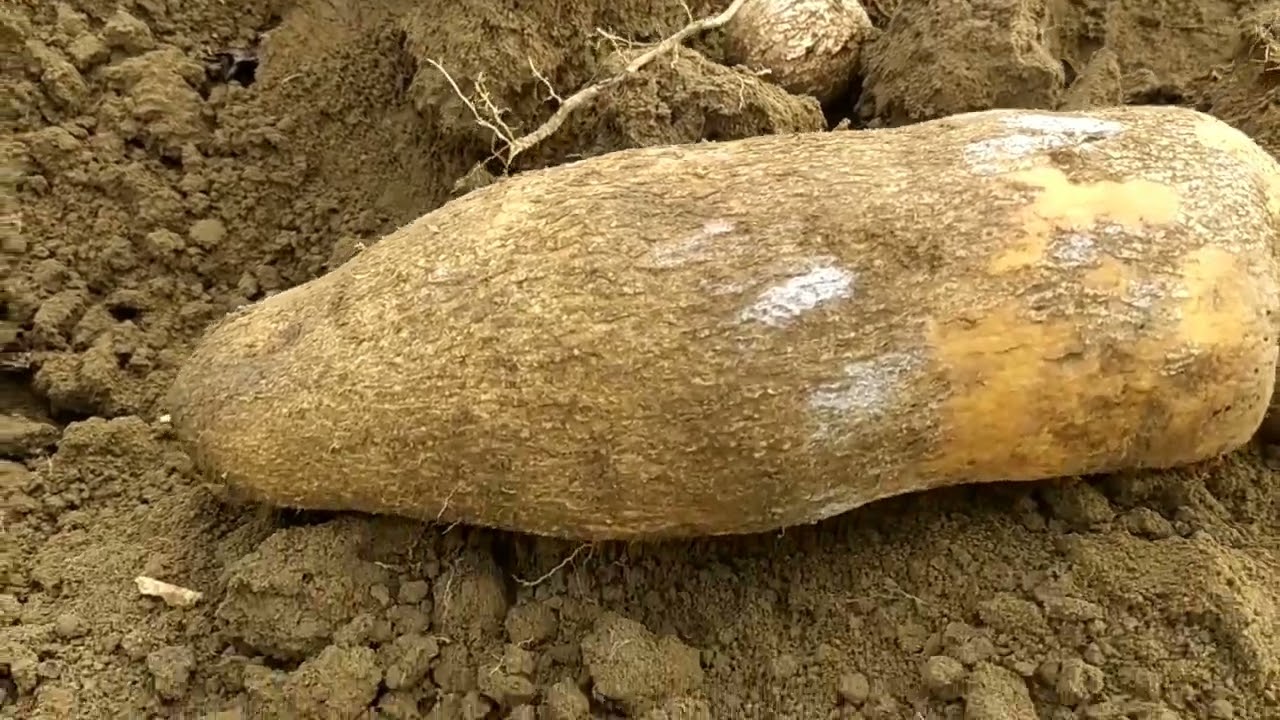 CHEGOU O TEMPO DE FAZER A COLHEITA DO INHAME.