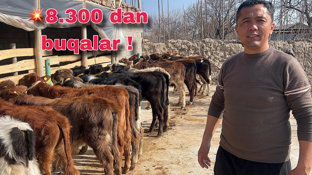 💥Ramazon Aksiyasi 🥇Rustam akadan - Yosh Buqachalar Arzoni ✅