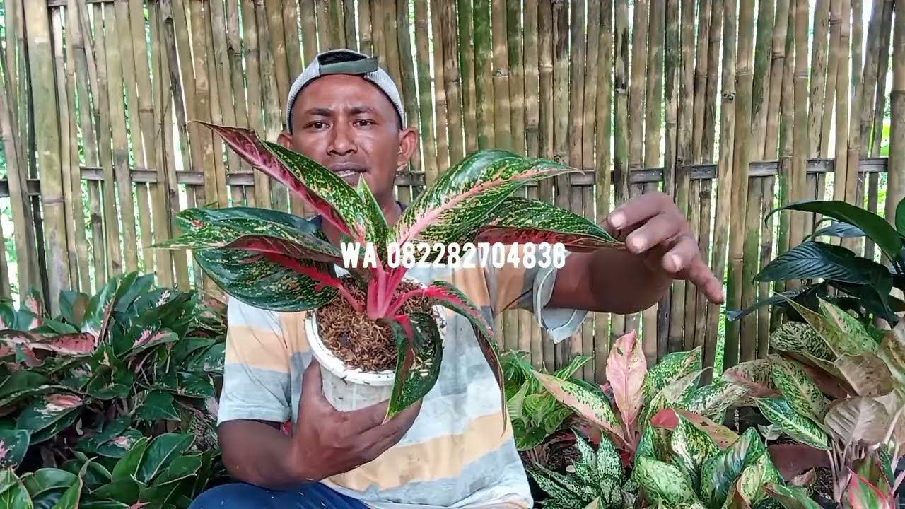 PROMO RUMPUN AGLONEMA SUPER JUMBO... DISKON ONGKIR 25 %....! 