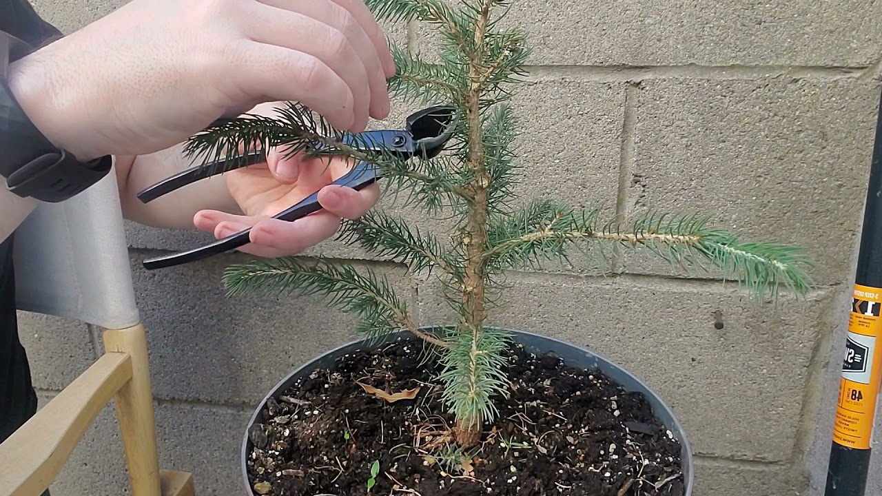 Christmas Tree to Bonsai: Styling my Colorado Blue Spruce