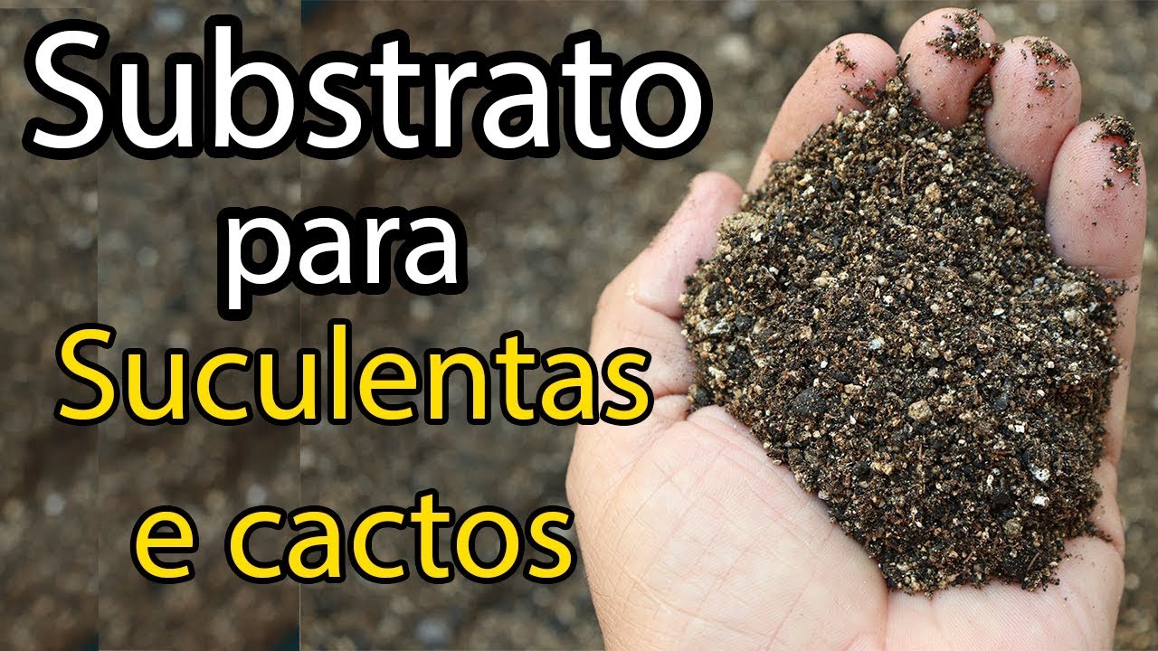 Como preparar substrato para suculentas e cactos #SUBSTRATO