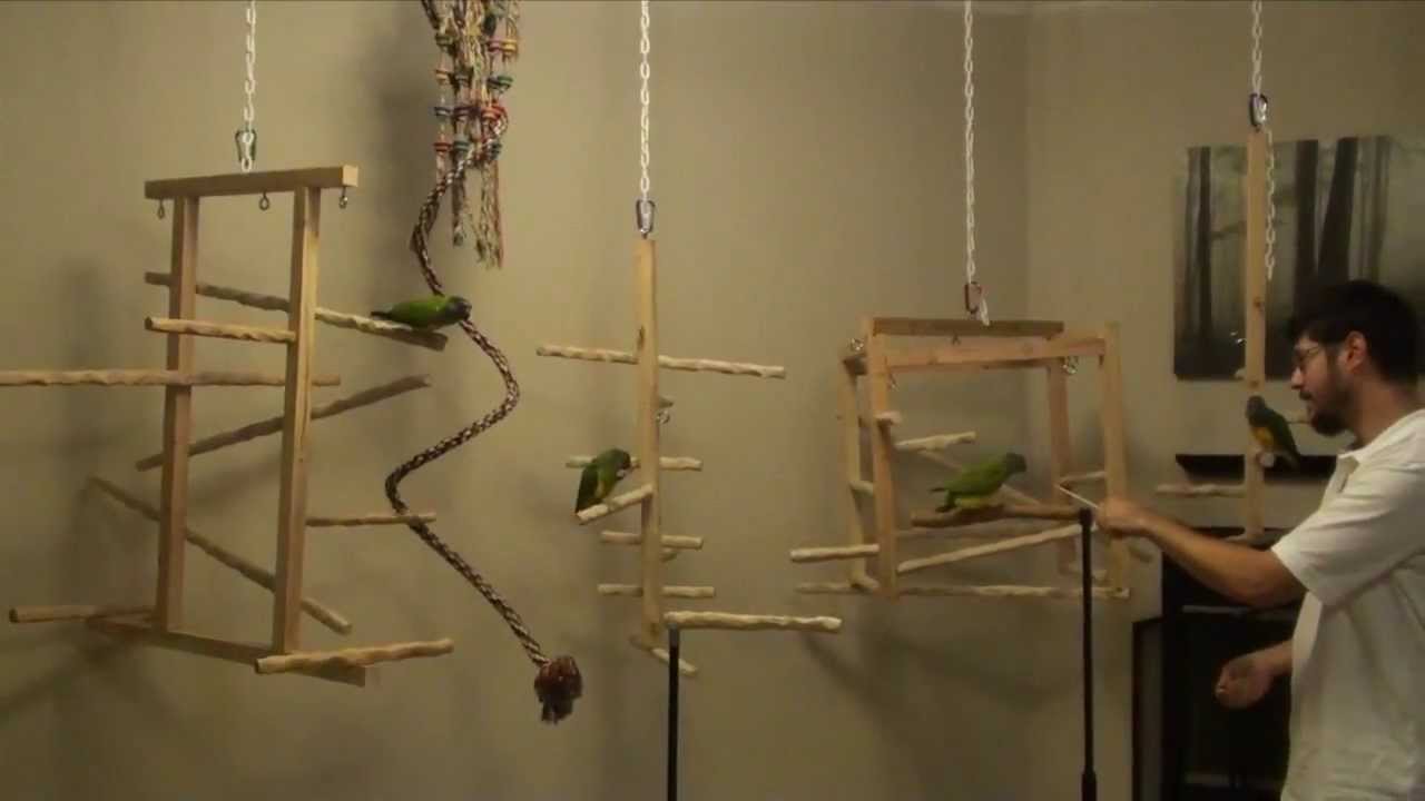New NU Perch Hanging Play Gyms for Ginger's Parrots Rescue